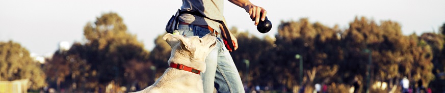 Labrador and Trainer with Dog Chew Toy at Park